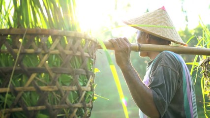 Tropical sunlight view of traditional Bali rice farmer working on hillside field carrying harvested rice crop Asia
