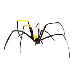 isolated spider on white background