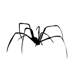spider one on white background