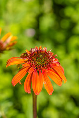 Echinacea flowers in the garden