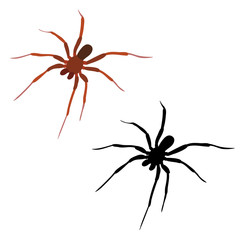 vector, isolated spider, insect, silhouette