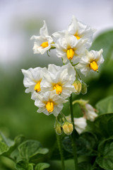 Fototapeta na wymiar Flower of potato plant