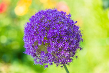 Spring flowers Purple alium onion bloom