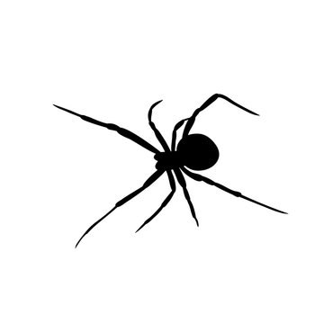 vector, isolated, spider one on white background