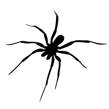 vector isolated on white background spider one