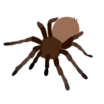 vector, isolated, spider tarantula