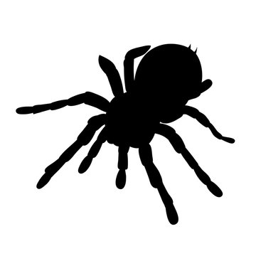 vector isolated silhouette of spider on white background