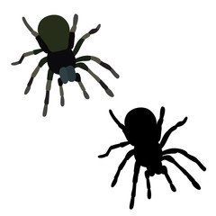 vector, isolated, spider insect, spider silhouette, icon