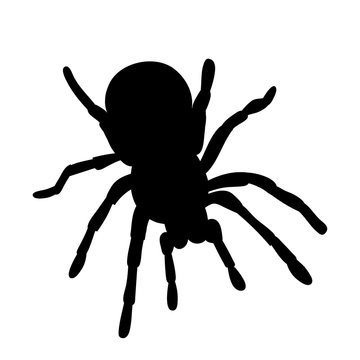 vector isolated silhouette spider insect