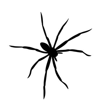 silhouette of a spider, insect on white background