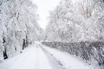 Winter wonderland in the snowy park path