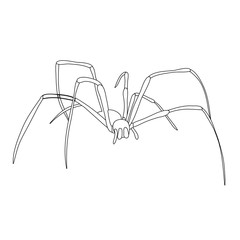 vector, isolated, sketch spider, contour on white background