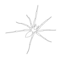 vector, isolated, sketch, contour, spider, insect