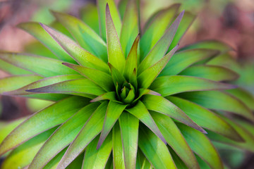 Obraz premium Young bush lilies in the spring garden, sprout royal orange lily