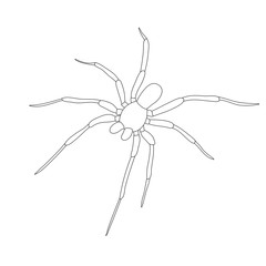 vector, isolated, sketch, contour, spider, insect