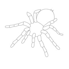 Naklejka premium sketch, contour, spider, insect