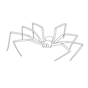 vector, isolated, sketch spider, contour on white background