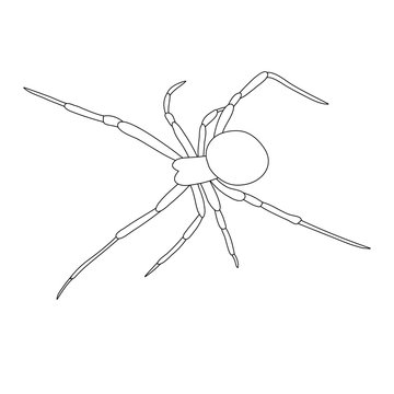isolated, sketch spider, contour