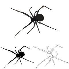 vector, isolated, spider on a white background, with a sketch