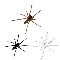 spider, insect, silhouette, sketch