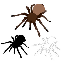 vector, isolated spider, insect, silhouette, sketch