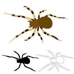 vector, isolated, spider, sketch and silhouette