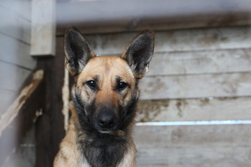 portrait of a dog look black brown wood winter friend police animal pet