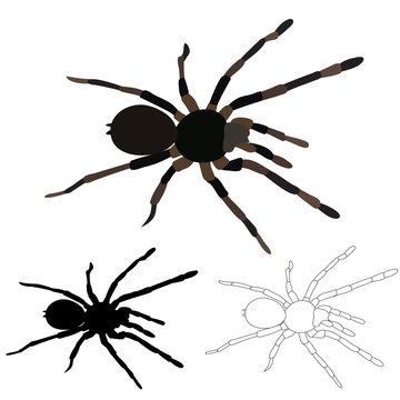 isolated, spider, sketch and silhouette