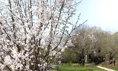 Obraz premium flowering apricot tree