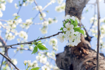 flowering of the cherry tree