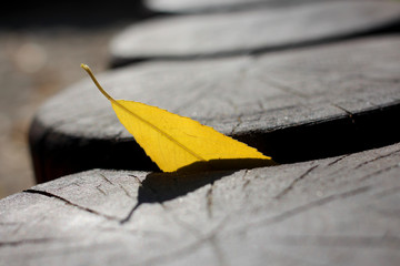 yellow leaf on the asphalt