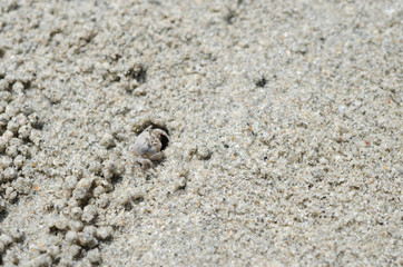 Fototapeta na wymiar Crabs and sand grains on the beach with blurred background.