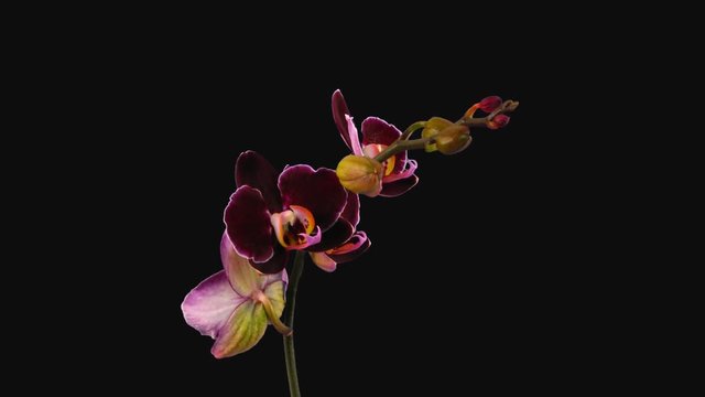 Time-lapse of opening dark purple Phalaenopsis orchid 6a1 in PNG+ format with ALPHA transparency channel isolated on black background