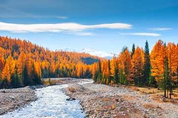 Bergrivier en herfstbos in Altai, Siberië, Rusland
