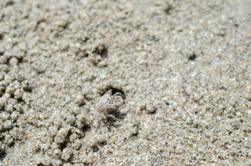 Fototapeta na wymiar Crabs and sand grains on the beach with blurred background.