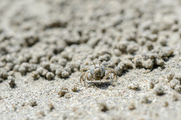 Crabs and sand grains on the beach with blurred background.