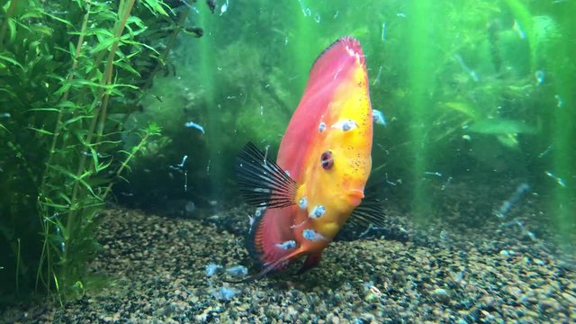 Diskusfische mit 2 Wochen alten Nachwuchs, Nachwuchs frisst von der Haut der Diskuseltern