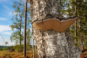 Birch bracket on an old birch in Northern Sweden.
