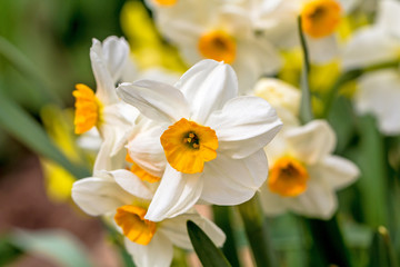 Fototapeta na wymiar White narcissus (Narcissus poeticus)
