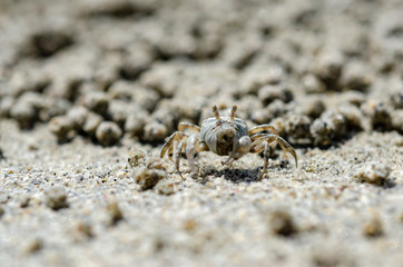 Crabs and sand grains on the beach with blurred background.