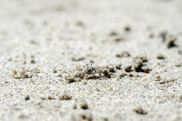 Crabs and sand grains on the beach with blurred background.
