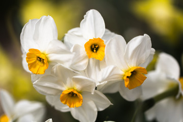 White narcissus (Narcissus poeticus)