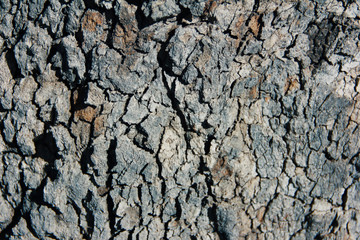 gray textured bark of an old tree