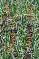 organically cultivated leek plantation in the vegetable garden
