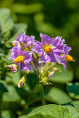 potato flowers blooming in the field