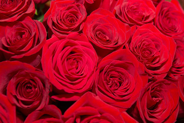 Obraz premium Natural red roses background.