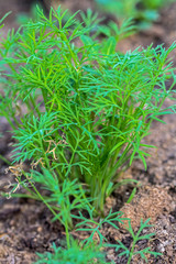 young dill grows in the garden