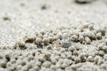 Crabs and sand grains on the beach with blurred background.