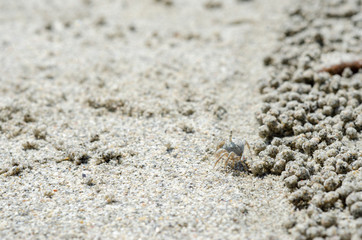 Crabs and sand grains on the beach with blurred background.