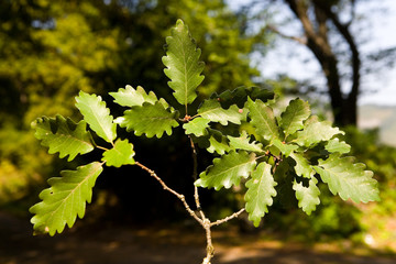 A branch of an oak tree with leaves close-up.